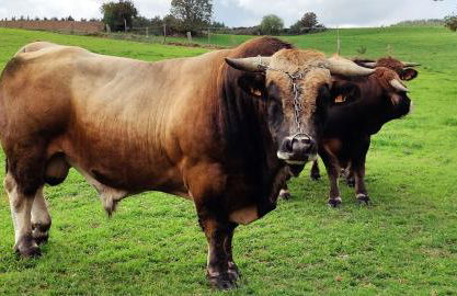 L'Oustalou - Tiny house en Aubrac - calme & nature - Foto 28
