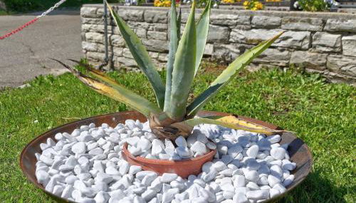 Hotel & Residence Sylvanerhof - Foto 3, Garden