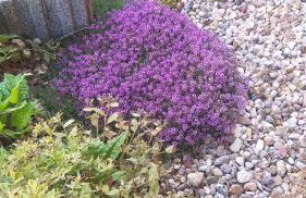 Harzer Bauernhof - Foto 5