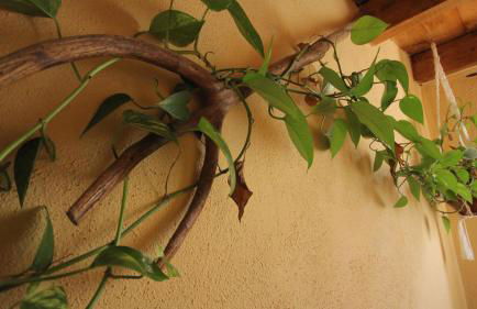 Alojamientos rurales Angelita - Foto 12