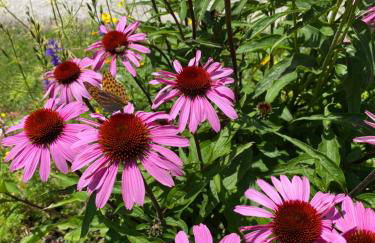 Im weißen Schlössl Friedemann - Photo 18