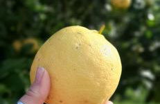 Yuccasa - Small Glamping Camping & Studio's - Foto 58