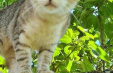 Gîte cocooning climatisé avec piscine et animaux - Foto 27