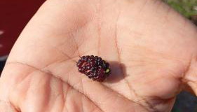 Fazenda Terra Bonita - Foto 3