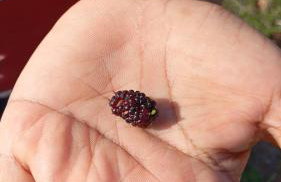 Fazenda Terra Bonita - Foto 3