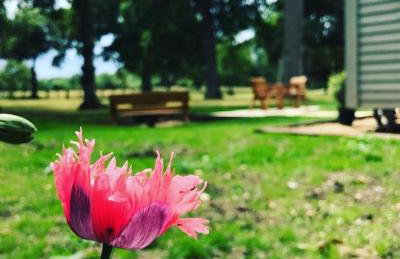 The Owls Rest Shepherds Hut Hethel - Foto 8