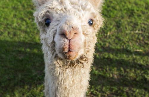 Wiltshire Weavers Hut - Foto 20