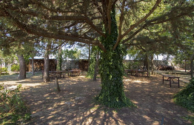 Masseria Citulo - Il Pino Grande - Foto 50