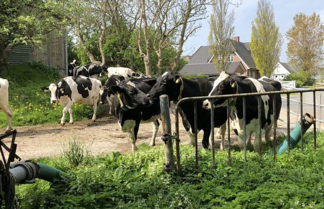 Holiday Apartment Hinrichsen 2 - Photo 6