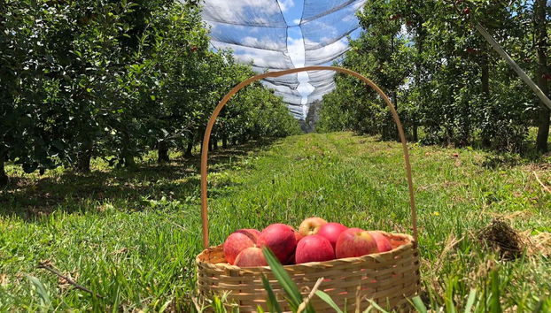 São Joaquim Apple Tour - Photo 3