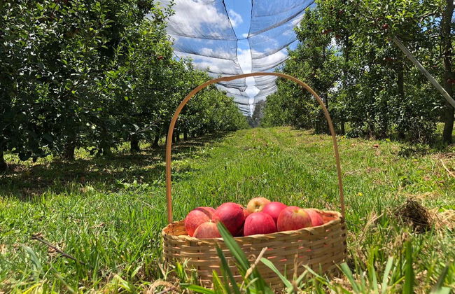 São Joaquim Apple Tour - Photo 3