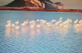 Flamingo's Home - Foto 24