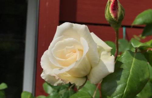 Maison plain-pied à Chartres, vue cathédrale, accessible PMR - FR-1-581-97 - Foto 15