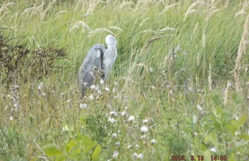 Ferienwohnung Borchert - Foto 47