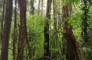 Haus Schneider Kätchen - Foto 30