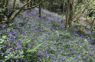 Cosy Cottage in Wild Countryside by Llys-y-Fran - Foto 26