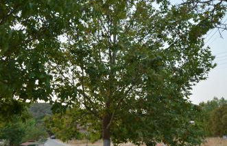 Domenica house - Foto 10