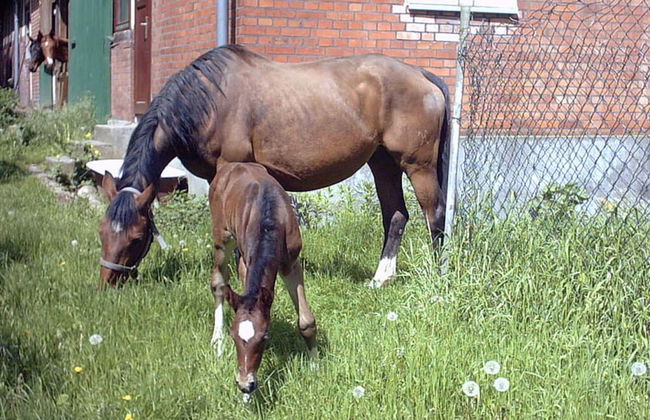 at Bunge Heath Farm - Foto 13