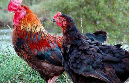 River Edge Lodges - Foto 30