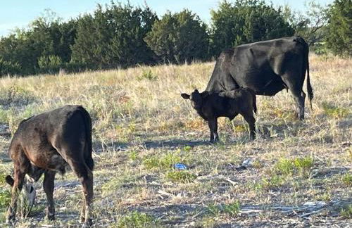 Dome Sweet Dome - Foto 29