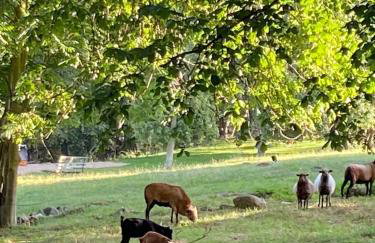 Großes Familienapartment über 2 Etagen mit Weitblick in die Natur - Foto 6