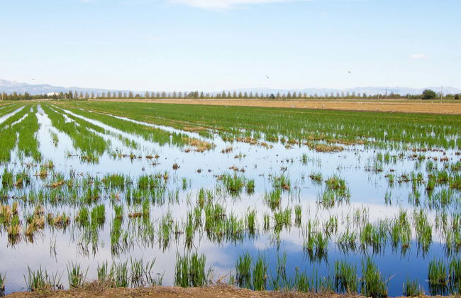 Tour de 4x4 e passeio de barco pelo Delta do Ebro + Degustação de vinhos e mexilhões - Foto 8