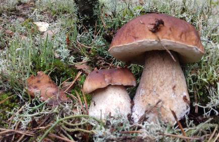 Natura Apartamenty - Foto 46