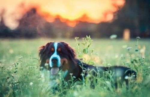 Azienda agrituristica Scotti - Foto 23