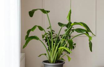 71m2 Apartament Superior z Tarasem, Ogródkiem i Widokiem na Góry, Zachód Słońca, Parking - Kłodzko - Przyjaciół Ziemi Kłodzkiej, Centrum Kotlina Kłodzka - Foto 32