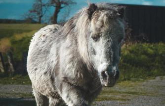 Landurlaub mit neugierigen Blicken in den Pferdestall, eingezäuntem Garten, Kamin und Sauna - Foto 34