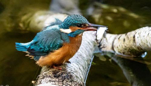 Ferienhaus Ellie mit Bootscharter auf der Müritz - Foto 3