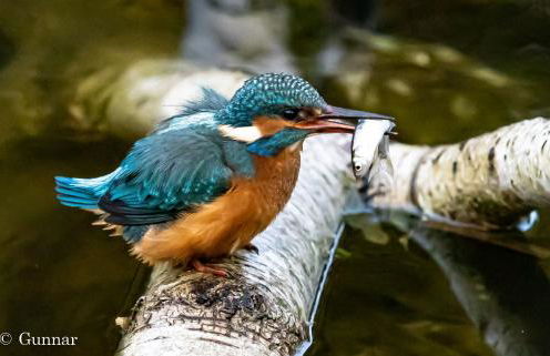 Ferienhaus Ellie mit Bootscharter auf der Müritz - Foto 3