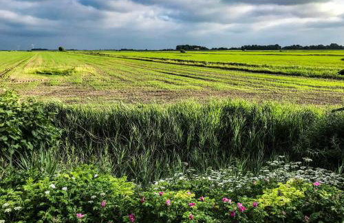 Gartenhaus Frieda - Foto 7