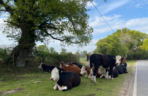 Lilypad A central location to explore the New Forest & South Coast - Foto 29