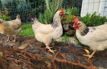 A Quinta da Colina Adega - Foto 30