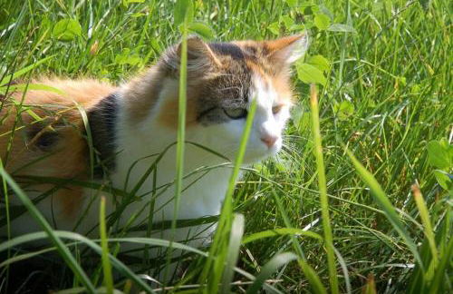 Wofahanslhof - Foto 7