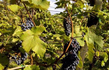 Dom Wakacyjny Quattro Niesulice - Foto 52