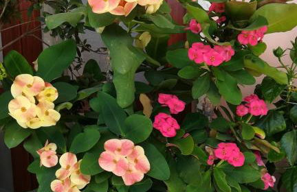 MareLunae tra Liguria e Toscana relax arte cultura - Foto 14