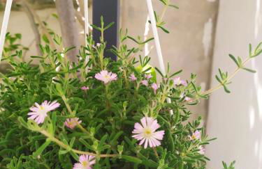 La casa dei nonni - Foto 7