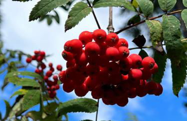 Haus im Schwarzwald - Photo 31