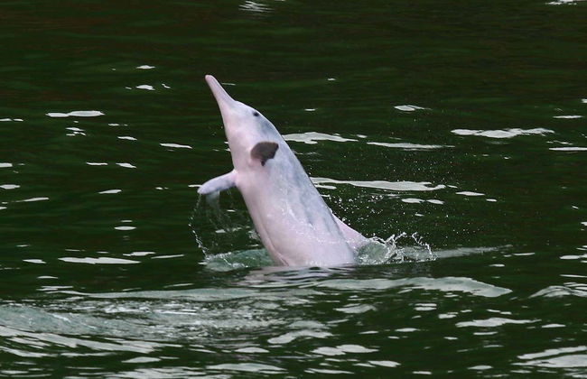 Pink Dolphin Watching in Hong Kong - Foto 7