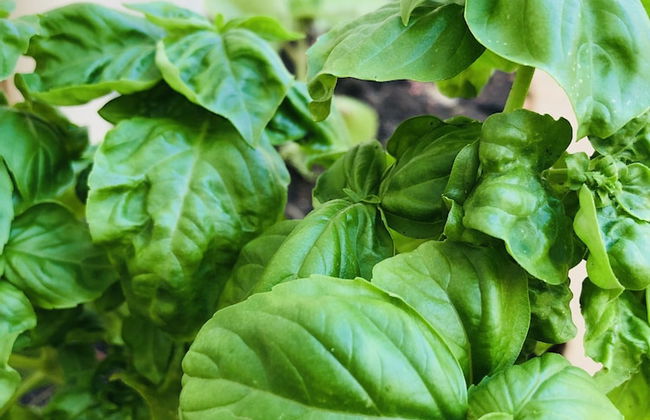 Castara Inn - Photo 69