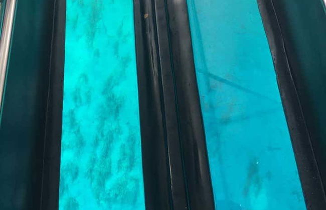 Passeio de barco com fundo de vidro com avistamento de tartarugas - Foto 7