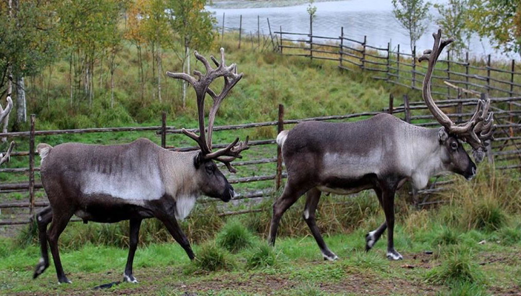 Summer: Reindeer Farm - Photo 1