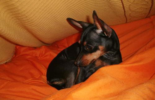 Dany's Home in Baia de Bahas - Foto 33