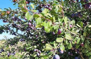 Monte da Casa Branca by Hi Alentejo - Foto 52