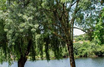 Casa das Fontes - Foto 42