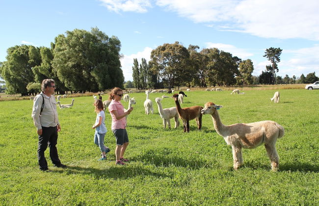 Silverstream Alpaca Farmstay and Tour - Foto 14