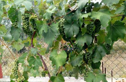 Grand Vista - Photo 22