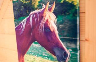 Dom Koprowo - Photo 25